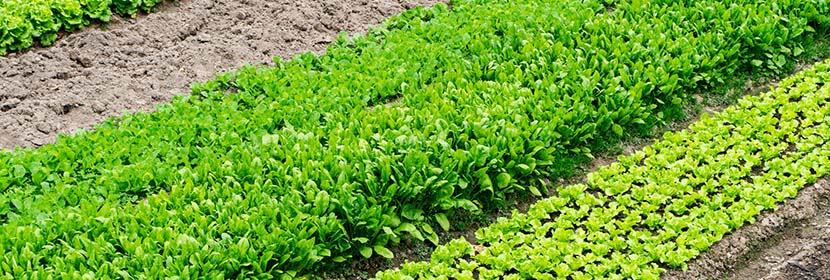 農(nóng)田灌溉水檢測(cè)